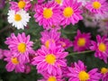 SunshineÃ¢â¬â¢s on a bright pink and white Chrysanthemum flowers Royalty Free Stock Photo